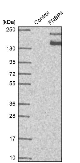 Western blot analysis in control (vector only transfected HEK293T lysate) and FNBP4 over-expression lysate (Co-expressed with a C-terminal myc-DDK tag (~3.1 kDa) in mammalian HEK293T cells, LY414641). Western blot analysis in control (vector only transfected HEK293T lysate) and FNBP4 over-expression lysate (Co-expressed with a C-terminal myc-DDK tag (~3.1 kDa) in mammalian HEK293T cells, LY414641).