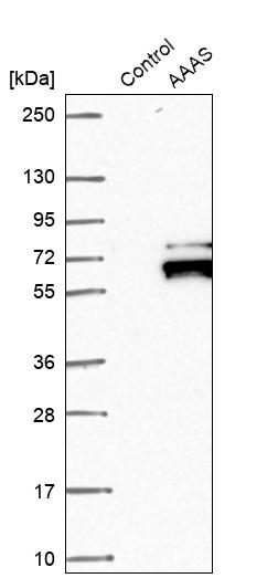 Western blot analysis in control (vector only transfected HEK293T lysate) and AAAS over-expression lysate (Co-expressed with a C-terminal myc-DDK tag (~3.1 kDa) in mammalian HEK293T cells, LY402460). Western blot analysis in control (vector only transfected HEK293T lysate) and AAAS over-expression lysate (Co-expressed with a C-terminal myc-DDK tag (~3.1 kDa) in mammalian HEK293T cells, LY402460).