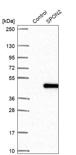 Western blot analysis in control (vector only transfected HEK293T lysate) and SPON2 over-expression lysate (Co-expressed with a C-terminal myc-DDK tag (~3.1 kDa) in mammalian HEK293T cells, LY426949). Western blot analysis in control (vector only transfected HEK293T lysate) and SPON2 over-expression lysate (Co-expressed with a C-terminal myc-DDK tag (~3.1 kDa) in mammalian HEK293T cells, LY426949).