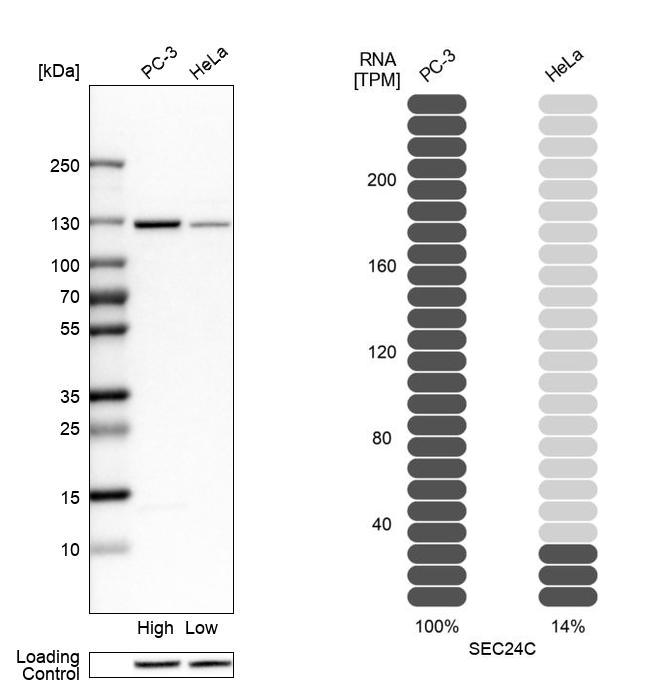 Western blot analysis in human cell lines PC-3 and HeLa using Anti-SEC24C antibody. Corresponding SEC24C RNA-seq data are presented for the same cell lines. Loading control: Anti-HSP90B1.