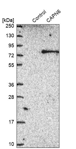 Western blot analysis in control (vector only transfected HEK293T lysate) and CAPN6 over-expression lysate (Co-expressed with a C-terminal myc-DDK tag (~3.1 kDa) in mammalian HEK293T cells, LY415376).