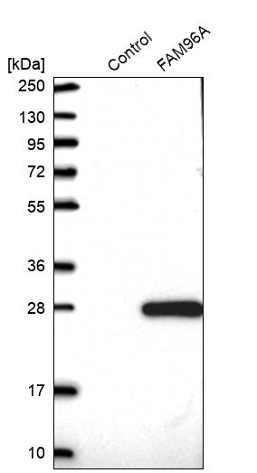 Western blot analysis in control (vector only transfected HEK293T lysate) and FAM96A over-expression lysate (Co-expressed with a C-terminal myc-DDK tag (~3.1 kDa) in mammalian HEK293T cells, LY410258). Western blot analysis in control (vector only transfected HEK293T lysate) and FAM96A over-expression lysate (Co-expressed with a C-terminal myc-DDK tag (~3.1 kDa) in mammalian HEK293T cells, LY410258).