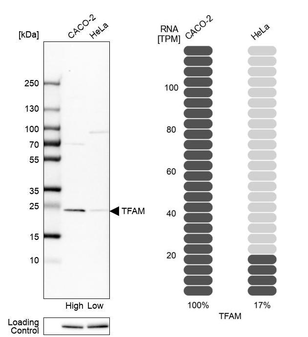 Western blot analysis in human cell lines Caco-2 and HeLa using Anti-TFAM antibody. Corresponding TFAM RNA-seq data are presented for the same cell lines. Loading control: Anti-PARP1.