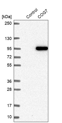 Western blot analysis in control (vector only transfected HEK293T lysate) and COG7 over-expression lysate (Co-expressed with a C-terminal myc-DDK tag (~3.1 kDa) in mammalian HEK293T cells, LY407018). Western blot analysis in control (vector only transfected HEK293T lysate) and COG7 over-expression lysate (Co-expressed with a C-terminal myc-DDK tag (~3.1 kDa) in mammalian HEK293T cells, LY407018).