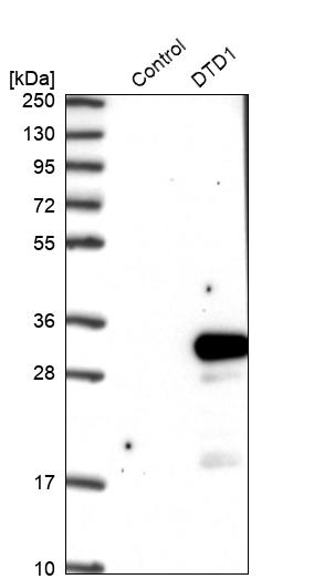 Western blot analysis in control (vector only transfected HEK293T lysate) and DTD1 over-expression lysate (Co-expressed with a C-terminal myc-DDK tag (~3.1 kDa) in mammalian HEK293T cells, LY409024).