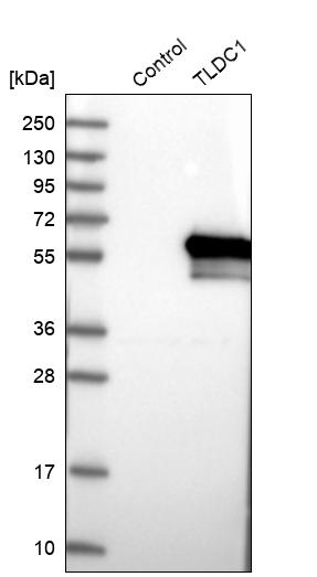 Western blot analysis in control (vector only transfected HEK293T lysate) and TLDC1 over-expression lysate (Co-expressed with a C-terminal myc-DDK tag (~3.1 kDa) in mammalian HEK293T cells, LY402813). Western blot analysis in control (vector only transfected HEK293T lysate) and TLDC1 over-expression lysate (Co-expressed with a C-terminal myc-DDK tag (~3.1 kDa) in mammalian HEK293T cells, LY402813).