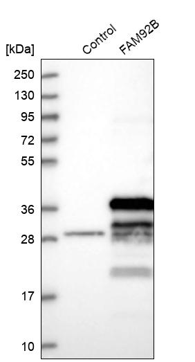 Western blot analysis in control (vector only transfected HEK293T lysate) and FAM92B over-expression lysate (Co-expressed with a C-terminal myc-DDK tag (~3.1 kDa) in mammalian HEK293T cells, LY403680). Western blot analysis in control (vector only transfected HEK293T lysate) and FAM92B over-expression lysate (Co-expressed with a C-terminal myc-DDK tag (~3.1 kDa) in mammalian HEK293T cells, LY403680).