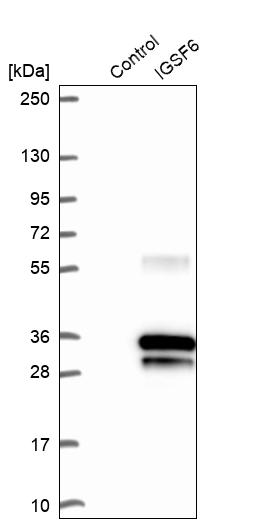 Western blot analysis in control (vector only transfected HEK293T lysate) and IGSF6 over-expression lysate (Co-expressed with a C-terminal myc-DDK tag (~3.1 kDa) in mammalian HEK293T cells, LY417037).
