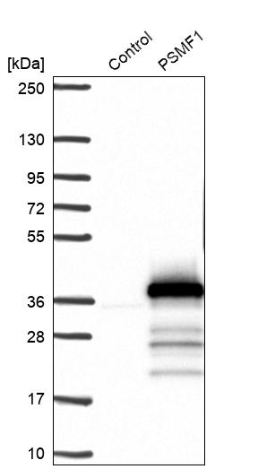 Western blot analysis in control (vector only transfected HEK293T lysate) and PSMF1 over-expression lysate (Co-expressed with a C-terminal myc-DDK tag (~3.1 kDa) in mammalian HEK293T cells, LY405875).