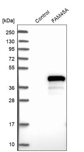 Western blot analysis in control (vector only transfected HEK293T lysate) and FAM45A over-expression lysate (Co-expressed with a C-terminal myc-DDK tag (~3.1 kDa) in mammalian HEK293T cells, LY404132).
