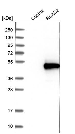Western blot analysis in control (vector only transfected HEK293T lysate) and RSAD2 over-expression lysate (Co-expressed with a C-terminal myc-DDK tag (~3.1 kDa) in mammalian HEK293T cells, LY403324).
