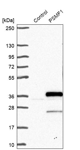 Western blot analysis in control (vector only transfected HEK293T lysate) and PSMF1 over-expression lysate (Co-expressed with a C-terminal myc-DDK tag (~3.1 kDa) in mammalian HEK293T cells, LY405875). Western blot analysis in control (vector only transfected HEK293T lysate) and PSMF1 over-expression lysate (Co-expressed with a C-terminal myc-DDK tag (~3.1 kDa) in mammalian HEK293T cells, LY405875).