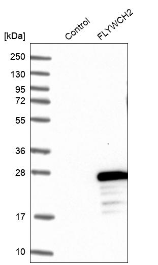 Western blot analysis in control (vector only transfected HEK293T lysate) and FLYWCH2 over-expression lysate (Co-expressed with a C-terminal myc-DDK tag (~3.1 kDa) in mammalian HEK293T cells, LY408693).