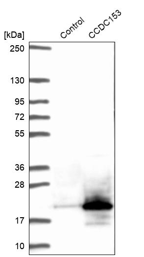 Western blot analysis in control (vector only transfected HEK293T lysate) and CCDC153 over-expression lysate (Co-expressed with a C-terminal myc-DDK tag (~3.1 kDa) in mammalian HEK293T cells, LY422411).