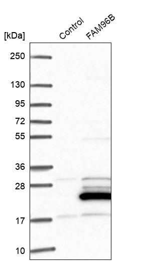 Western blot analysis in control (vector only transfected HEK293T lysate) and FAM96B over-expression lysate (Co-expressed with a C-terminal myc-DDK tag (~3.1 kDa) in mammalian HEK293T cells, LY402495).