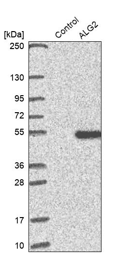 Western blot analysis in control (vector only transfected HEK293T lysate) and ALG2 over-expression lysate (Co-expressed with a C-terminal myc-DDK tag (~3.1 kDa) in mammalian HEK293T cells, LY409737). Western blot analysis in control (vector only transfected HEK293T lysate) and ALG2 over-expression lysate (Co-expressed with a C-terminal myc-DDK tag (~3.1 kDa) in mammalian HEK293T cells, LY409737).