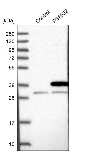 Western blot analysis in control (vector only transfected HEK293T lysate) and PSMG2 over-expression lysate (Co-expressed with a C-terminal myc-DDK tag (~3.1 kDa) in mammalian HEK293T cells, LY412568).