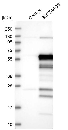 Western blot analysis in control (vector only transfected HEK293T lysate) and SLC7A6OS over-expression lysate (Co-expressed with a C-terminal myc-DDK tag (~3.1 kDa) in mammalian HEK293T cells, LY410304). Western blot analysis in control (vector only transfected HEK293T lysate) and SLC7A6OS over-expression lysate (Co-expressed with a C-terminal myc-DDK tag (~3.1 kDa) in mammalian HEK293T cells, LY410304).