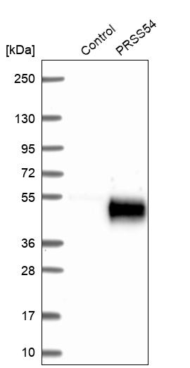 Western blot analysis in control (vector only transfected HEK293T lysate) and PRSS54 over-expression lysate (Co-expressed with a C-terminal myc-DDK tag (~3.1 kDa) in mammalian HEK293T cells, LY421047).