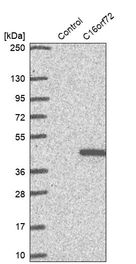 Western blot analysis in control (vector only transfected HEK293T lysate) and C16orf72 over-expression lysate (Co-expressed with a C-terminal myc-DDK tag (~3.1 kDa) in mammalian HEK293T cells, LY415486).