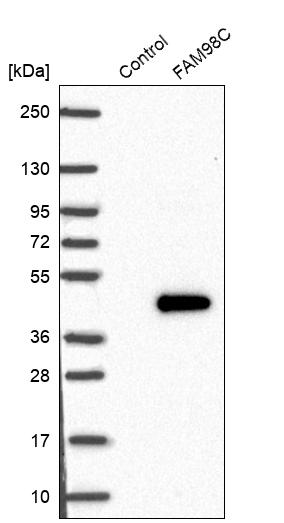 Western blot analysis in control (vector only transfected HEK293T lysate) and FAM98C over-expression lysate (Co-expressed with a C-terminal myc-DDK tag (~3.1 kDa) in mammalian HEK293T cells, LY406389). Western blot analysis in control (vector only transfected HEK293T lysate) and FAM98C over-expression lysate (Co-expressed with a C-terminal myc-DDK tag (~3.1 kDa) in mammalian HEK293T cells, LY406389).