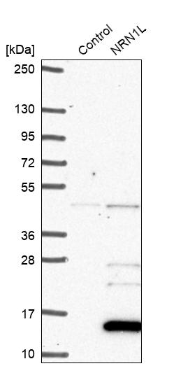Western blot analysis in control (vector only transfected HEK293T lysate) and NRN1L over-expression lysate (Co-expressed with a C-terminal myc-DDK tag (~3.1 kDa) in mammalian HEK293T cells, LY404931). Western blot analysis in control (vector only transfected HEK293T lysate) and NRN1L over-expression lysate (Co-expressed with a C-terminal myc-DDK tag (~3.1 kDa) in mammalian HEK293T cells, LY404931).
