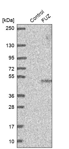Western blot analysis in control (vector only transfected HEK293T lysate) and FUZ over-expression lysate (Co-expressed with a C-terminal myc-DDK tag (~3.1 kDa) in mammalian HEK293T cells, LY410882).