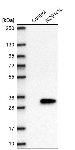 Western blot analysis in control (vector only transfected HEK293T lysate) and ROPN1L over-expression lysate (Co-expressed with a C-terminal myc-DDK tag (~3.1 kDa) in mammalian HEK293T cells, LY410431).