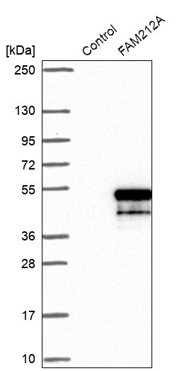 Western blot analysis in control (vector only transfected HEK293T lysate) and FAM212A over-expression lysate (Co-expressed with a C-terminal myc-DDK tag (~3.1 kDa) in mammalian HEK293T cells, LY404305).