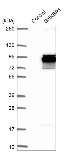 Western blot analysis in control (vector only transfected HEK293T lysate) and SHKBP1 over-expression lysate (Co-expressed with a C-terminal myc-DDK tag (~3.1 kDa) in mammalian HEK293T cells, LY408656).