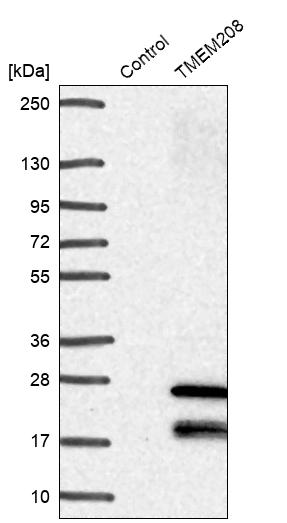Western blot analysis in control (vector only transfected HEK293T lysate) and TMEM208 over-expression lysate (Co-expressed with a C-terminal myc-DDK tag (~3.1 kDa) in mammalian HEK293T cells, LY415449). Western blot analysis in control (vector only transfected HEK293T lysate) and TMEM208 over-expression lysate (Co-expressed with a C-terminal myc-DDK tag (~3.1 kDa) in mammalian HEK293T cells, LY415449).