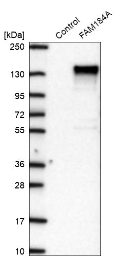 Western blot analysis in control (vector only transfected HEK293T lysate) and FAM184A over-expression lysate (Co-expressed with a C-terminal myc-DDK tag (~3.1 kDa) in mammalian HEK293T cells, LY411216).
