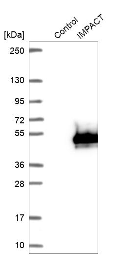 Western blot analysis in control (vector only transfected HEK293T lysate) and IMPACT over-expression lysate (Co-expressed with a C-terminal myc-DDK tag (~3.1 kDa) in mammalian HEK293T cells, LY412993). Western blot analysis in control (vector only transfected HEK293T lysate) and IMPACT over-expression lysate (Co-expressed with a C-terminal myc-DDK tag (~3.1 kDa) in mammalian HEK293T cells, LY412993).