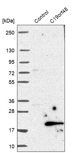 Western blot analysis in control (vector only transfected HEK293T lysate) and C19orf48 over-expression lysate (Co-expressed with a C-terminal myc-DDK tag (~3.1 kDa) in mammalian HEK293T cells, LY404595). Western blot analysis in control (vector only transfected HEK293T lysate) and C19orf48 over-expression lysate (Co-expressed with a C-terminal myc-DDK tag (~3.1 kDa) in mammalian HEK293T cells, LY404595).