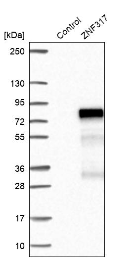 Western blot analysis in control (vector only transfected HEK293T lysate) and ZNF317 over-expression lysate (Co-expressed with a C-terminal myc-DDK tag (~3.1 kDa) in mammalian HEK293T cells, LY412229).