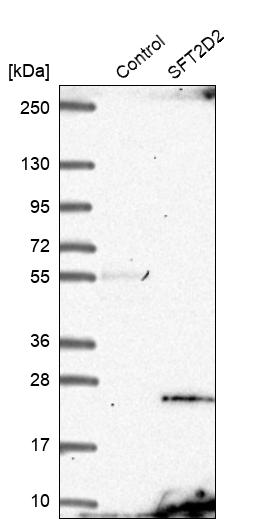 Western blot analysis in control (vector only transfected HEK293T lysate) and SFT2D2 over-expression lysate (Co-expressed with a C-terminal myc-DDK tag (~3.1 kDa) in mammalian HEK293T cells, LY404531).