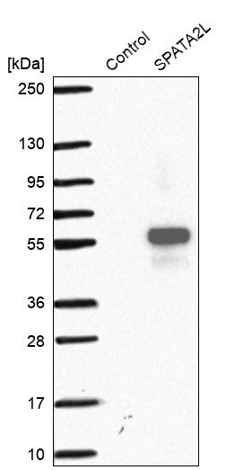 Western blot analysis in control (vector only transfected HEK293T lysate) and SPATA2L over-expression lysate (Co-expressed with a C-terminal myc-DDK tag (~3.1 kDa) in mammalian HEK293T cells, LY407590). Western blot analysis in control (vector only transfected HEK293T lysate) and SPATA2L over-expression lysate (Co-expressed with a C-terminal myc-DDK tag (~3.1 kDa) in mammalian HEK293T cells, LY407590).