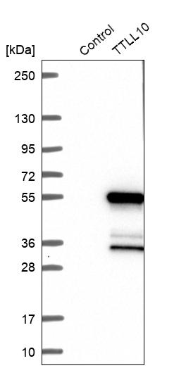 Western blot analysis in control (vector only transfected HEK293T lysate) and TTLL10 over-expression lysate (Co-expressed with a C-terminal myc-DDK tag (~3.1 kDa) in mammalian HEK293T cells, LY407169). Western blot analysis in control (vector only transfected HEK293T lysate) and TTLL10 over-expression lysate (Co-expressed with a C-terminal myc-DDK tag (~3.1 kDa) in mammalian HEK293T cells, LY407169).