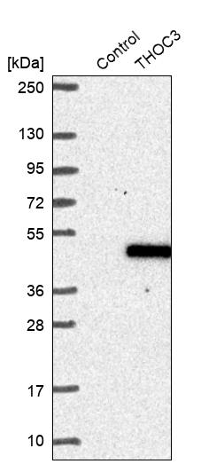 Western blot analysis in control (vector only transfected HEK293T lysate) and THOC3 over-expression lysate (Co-expressed with a C-terminal myc-DDK tag (~3.1 kDa) in mammalian HEK293T cells, LY403157).