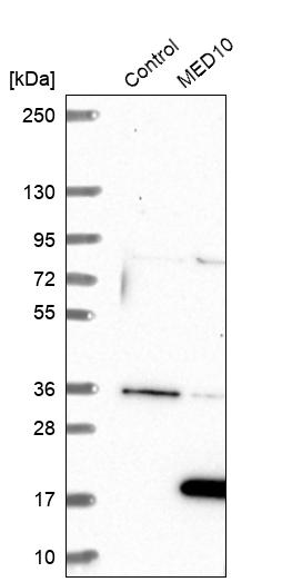 Western blot analysis in control (vector only transfected HEK293T lysate) and MED10 over-expression lysate (Co-expressed with a C-terminal myc-DDK tag (~3.1 kDa) in mammalian HEK293T cells, LY410229).