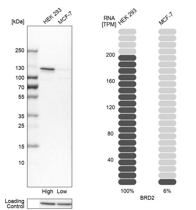 Western blot analysis in human cell lines HEK293 and MCF-7 using Anti-BRD2 antibody. Corresponding BRD2 RNA-seq data are presented for the same cell lines. Loading control: Anti-HSP90B1.