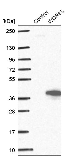 Western blot analysis in control (vector only transfected HEK293T lysate) and WDR83 over-expression lysate (Co-expressed with a C-terminal myc-DDK tag (~3.1 kDa) in mammalian HEK293T cells, LY403158).