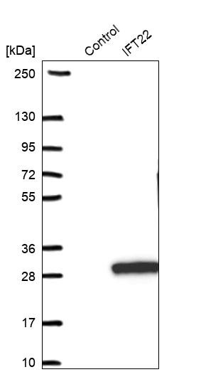 Western blot analysis in control (vector only transfected HEK293T lysate) and IFT22 over-expression lysate (Co-expressed with a C-terminal myc-DDK tag (~3.1 kDa) in mammalian HEK293T cells, LY411566). Western blot analysis in control (vector only transfected HEK293T lysate) and IFT22 over-expression lysate (Co-expressed with a C-terminal myc-DDK tag (~3.1 kDa) in mammalian HEK293T cells, LY411566).