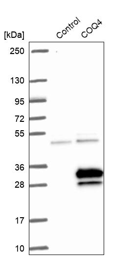 Western blot analysis in control (vector only transfected HEK293T lysate) and COQ4 over-expression lysate (Co-expressed with a C-terminal myc-DDK tag (~3.1 kDa) in mammalian HEK293T cells, LY414232).