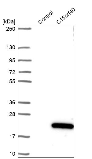 Western blot analysis in control (vector only transfected HEK293T lysate) and C15orf40 over-expression lysate (Co-expressed with a C-terminal myc-DDK tag (~3.1 kDa) in mammalian HEK293T cells, LY408238). Western blot analysis in control (vector only transfected HEK293T lysate) and C15orf40 over-expression lysate (Co-expressed with a C-terminal myc-DDK tag (~3.1 kDa) in mammalian HEK293T cells, LY408238).