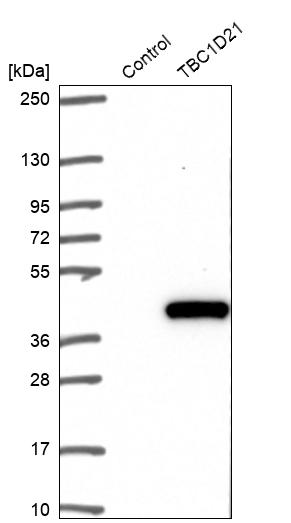 Western blot analysis in control (vector only transfected HEK293T lysate) and TBC1D21 over-expression lysate (Co-expressed with a C-terminal myc-DDK tag (~3.1 kDa) in mammalian HEK293T cells, LY407069).