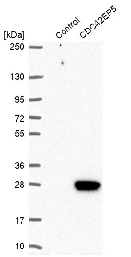 Western blot analysis in control (vector only transfected HEK293T lysate) and CDC42EP5 over-expression lysate (Co-expressed with a C-terminal myc-DDK tag (~3.1 kDa) in mammalian HEK293T cells, LY408054). Western blot analysis in control (vector only transfected HEK293T lysate) and CDC42EP5 over-expression lysate (Co-expressed with a C-terminal myc-DDK tag (~3.1 kDa) in mammalian HEK293T cells, LY408054).