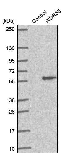 Western blot analysis in control (vector only transfected HEK293T lysate) and WDR55 over-expression lysate (Co-expressed with a C-terminal myc-DDK tag (~3.1 kDa) in mammalian HEK293T cells, LY413614).