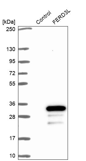 Western blot analysis in control (vector only transfected HEK293T lysate) and FERD3L over-expression lysate (Co-expressed with a C-terminal myc-DDK tag (~3.1 kDa) in mammalian HEK293T cells, LY407260).