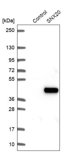 Western blot analysis in control (vector only transfected HEK293T lysate) and SNX20 over-expression lysate (Co-expressed with a C-terminal myc-DDK tag (~3.1 kDa) in mammalian HEK293T cells, LY405386). Western blot analysis in control (vector only transfected HEK293T lysate) and SNX20 over-expression lysate (Co-expressed with a C-terminal myc-DDK tag (~3.1 kDa) in mammalian HEK293T cells, LY405386).
